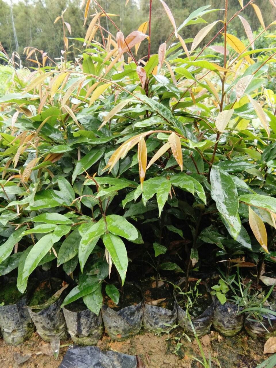 供应红椎苗和枫香苗基地 玉林荷木苗与红黎木苗1号