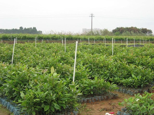 供应火力楠苗和玉林金丝楠木苗和木荷苗简介