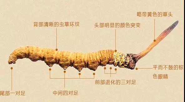 别拿虫草花当冬虫夏草吃了，两者差距太大