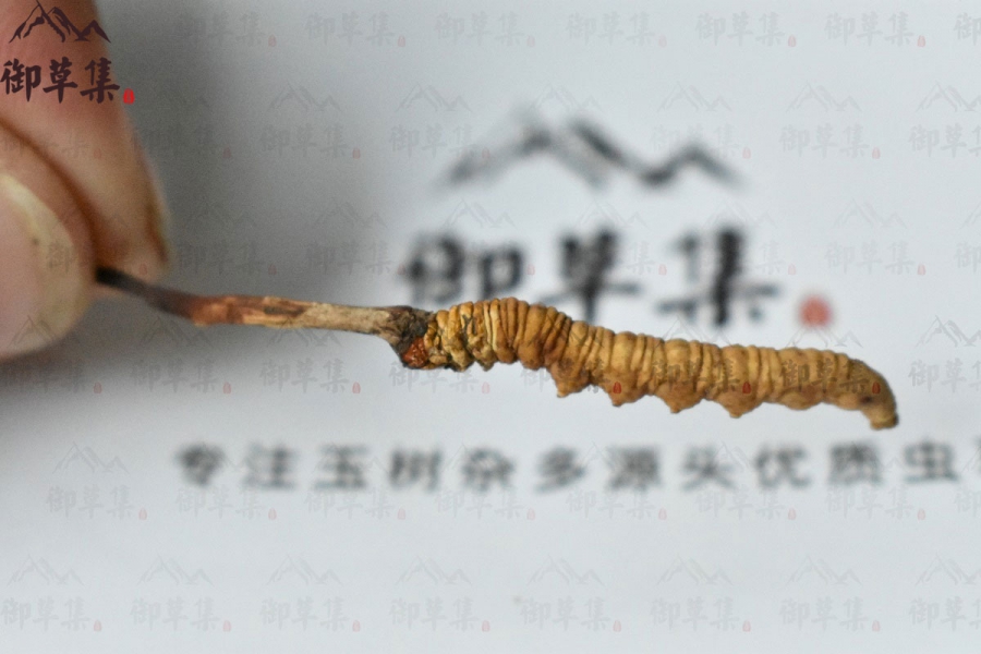 新冠肺炎疫情期间:御草集冬虫夏草不涨价