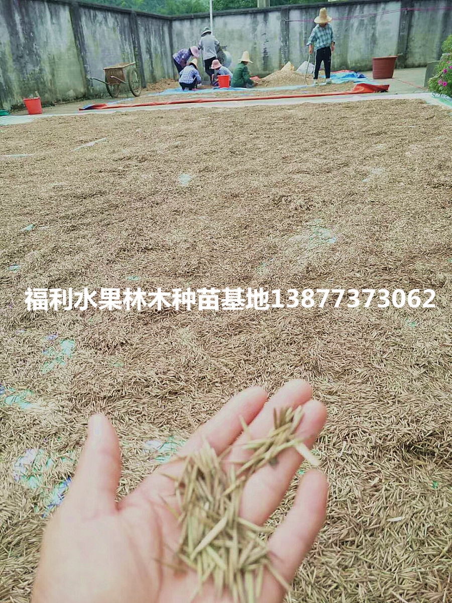 广西阳朔倪元华供新采收毛竹种