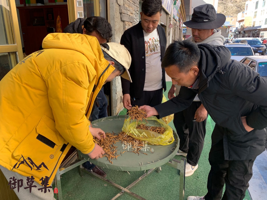 御草集冬虫夏草备战双十一，藏民专供超低价