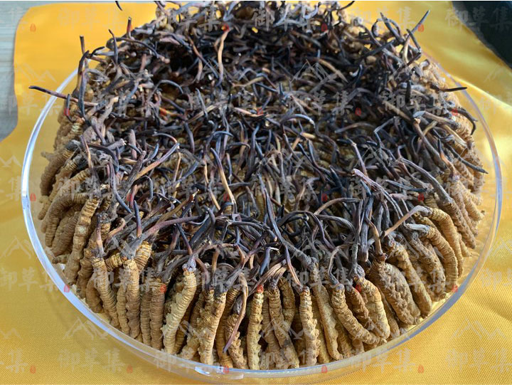 【冬虫夏草】价比黄金的冬虫夏草，到底值不值得吃？
